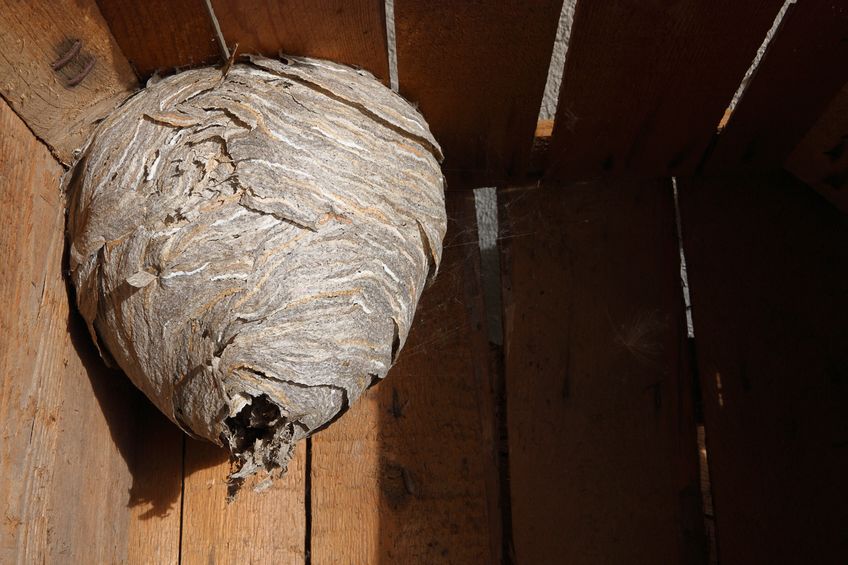 The Hornet’s Nest